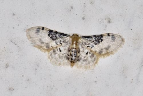 Réf. 329 744 : Idaea filicata